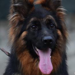Gama - Black and red female German Shepherd puppy in Spencer, Wisconsin from T Double B LLC