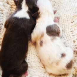 Toy Australian Shepherd puppies from Kristy’s Kennels