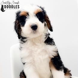 Aiden - male Australian Mountain Doodle puppy in Tipton, Indiana from Country Creek Doodles