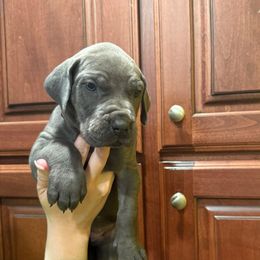 Silver collar - Blue female Great Dane puppy in Ider, Alabama from Sand Mountain Danes LLC