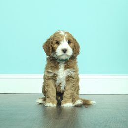 Australian Labradoodle Puppies from Lake Breeze Labradoodles