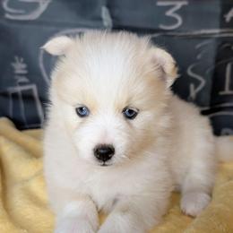 Victor - 2200 - White male Pomsky puppy in Spring Hill, Florida from www.PuppyTimeEmporium.com