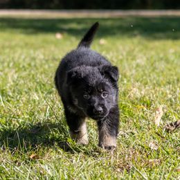 Rune - Bi-color male German Shepherd puppy in Hammond, Louisiana from Von LaMarca German Shepherds