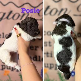 Posie (Purple Collar Female) - Parti female Poodle puppy in Jasper, Georgia from Harrington Doodles & Poodles