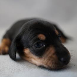 Boy 1 - Black and tan male Dachshund puppy in Quemado, New Mexico from TNT Dachshunds