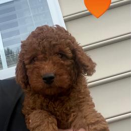 Archie - Red  male Goldendoodle puppy in Germantown, Maryland from Honey Blossom Doodles