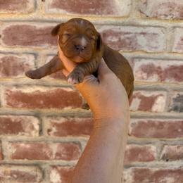 Girl 2 - Red female Cavapoo puppy in Roseville, California from Lipscomb Doodles