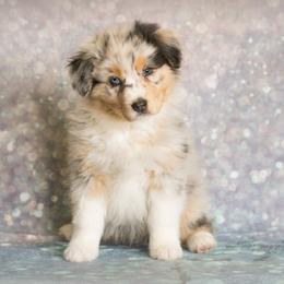 Australian Shepherd Puppies from SS Australian Shepherds
