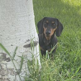 Remmie - Dachshund