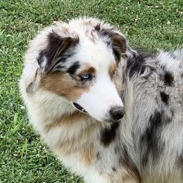 Wren - Australian Shepherd