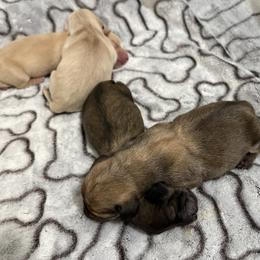 Dachshund puppies from Southern Sash Doxies