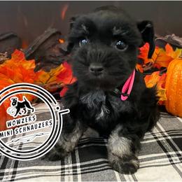 Pink Collar - Black and silver female Miniature Schnauzer puppy in Conroe, Texas from Wowzers Mini Schnauzers