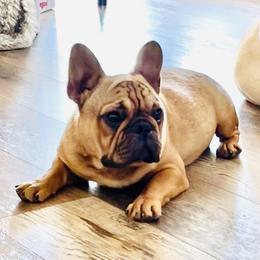 Grogu - French Bulldog