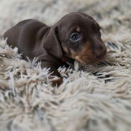 'Red' - Chocolate and tan male Dachshund puppy in Sioux Falls, South Dakota from Little Blessings Doxies