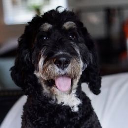 Rio - Bernedoodle