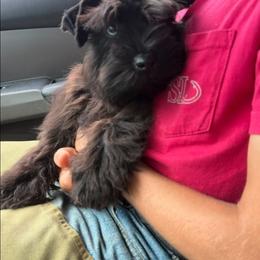 Jack - Black male Miniature Schnauzer puppy in Agricola, Mississippi from Lorraine's Miniature Schnauzers