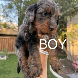 Bernedoodle Puppies from Kaylas Precious Puppies