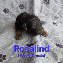 Rosalind - Black female Labradoodle puppy in Genoa City, Wisconsin from Sakura Pups