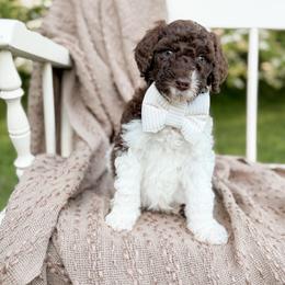 Fudge - Parti male Goldendoodle puppy in Ooltewah, Tennessee from Allison Family Doodles