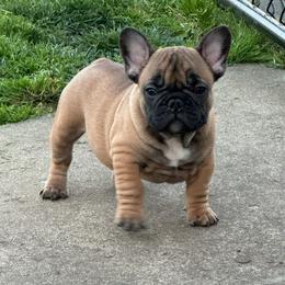 Murphy - Fawn male French Bulldog puppy in Girard, Kansas from Frenchie Kingdom