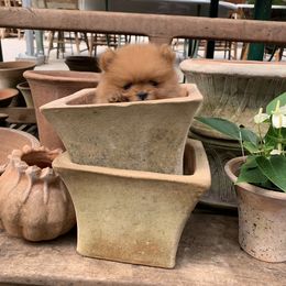 Pomeranian Puppies from Pursell Pomeranians