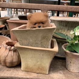 Pomeranian Puppies from Pursell Pomeranians