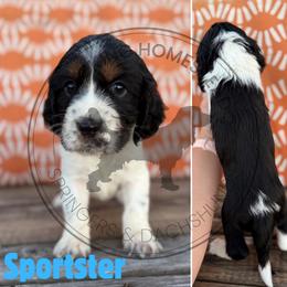 Sportster - Black white and tan male English Springer Spaniel puppy in Fond Du Lac, Wisconsin from Clucking Homestead Springers & Dachshunds