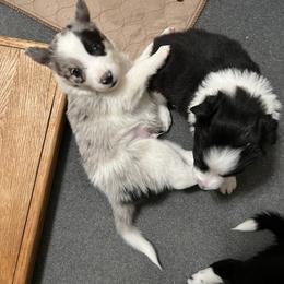 Border Collie Puppies from Roaring River Border Collies