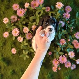 Doc - Piebald female Dachshund puppy in Westport, Kentucky from Lonestar Creek Farm