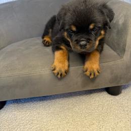 Teal boy - Black and mahogany male Rottweiler puppy in Reno, California from VHF