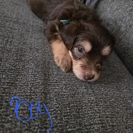 Maximus - White and apricot male Bichon Frise puppy in Jacksonville, Florida from Joanelly Marshall