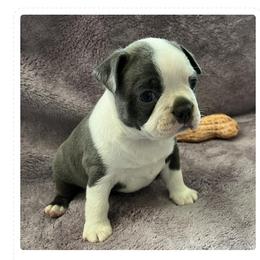 Boston Terrier and Rat Terrier Puppies from Sugar Baby Bostons
