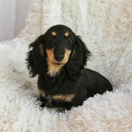 Muninn 2500dollars - Black and cream male Dachshund puppy in Crystal, Michigan from Mare-bella Dachshunds