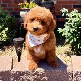 Oliver-Toy Poodle - Red male Maltipoo puppy in Morehead, Kentucky from Paw Perfect Pets
