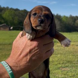 Girl 1 - Piebald female Dachshund puppy in Choccolocco, Alabama from Ace’s Doxies