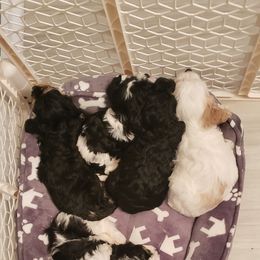 Cavapoo Puppies from Sharices Cavapoos