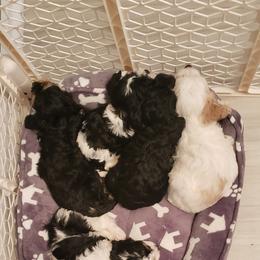 Cavapoo Puppies from Sharices Cavapoos