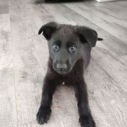 Boy 2 - Burgundy Collar - Black male German Shepherd puppy in Fairmont, West Virginia from vom Haus Regenbaum
