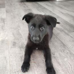 Boy 2 - Burgundy Collar - Black male German Shepherd puppy in Fairmont, West Virginia from vom Haus Regenbaum