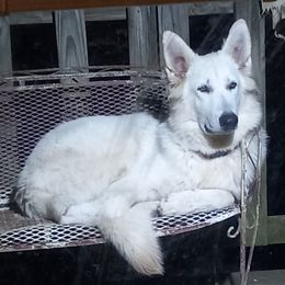 German Shepherd Puppies from Ocoee Valley German Shepherd Dogs