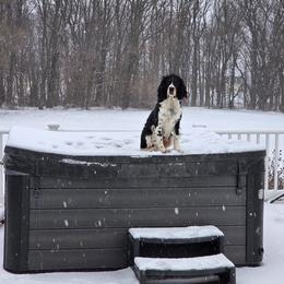 Lu Lu - English Springer Spaniel