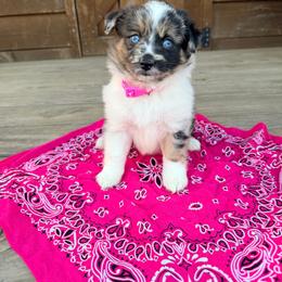 Stella - Blue merle female Miniature Australian Shepherd puppy in Cumberland, Wisconsin from Homestead Doxies & Shepherds LLC
