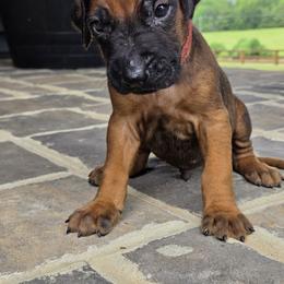 Leif red collar - Rd whtn blk nose male Rhodesian Ridgeback puppy in Gaffney, South Carolina from Circle D Farms