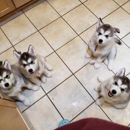 Alaskan Malamute Puppies from Delphi Alaskan Malamutes