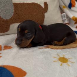 Red - Black and tan female Dachshund puppy in Bakersfield, California from KC Doxies