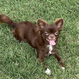Juliette - Chihuahua