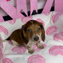Tommy - Piebald male Dachshund puppy in Lake City, Florida from My Ditzy Doxies of Florida