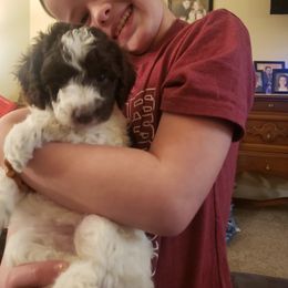 Poodle Puppies from Mountain Vista Pups LLC