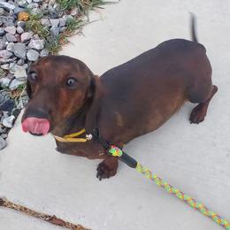 Rose - Dachshund