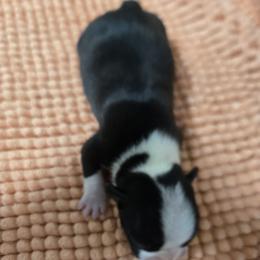 Boy 4 - Black and white male Boston Terrier puppy in Kewanee, Illinois from Grandma's Boston Terriers